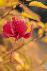 Red flowers at the garden in Vietnam