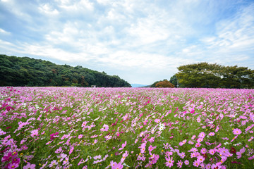 コスモス畑＠佐世保市展海峰
