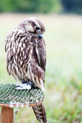 Saker Falcon sits on a stand