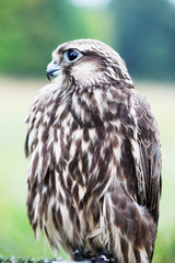 Saker Falcon , close-up