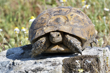 Spur thighed turtle (Testudo graeca)