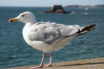 gabbiano