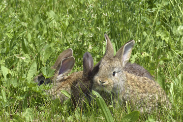little rabbits on a pasture