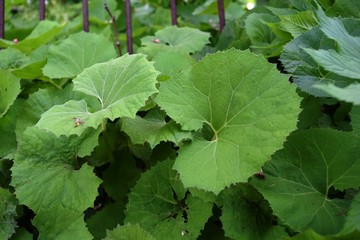 フキ／森林に自生している蕗（フキ）を撮影した、春イメージの写真です。