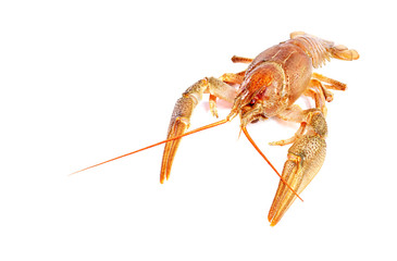 Crayfish on a white background. Crayfish isolated on white