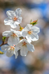 桜の花