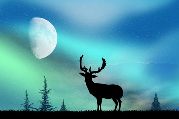 deer and the Northern Lights