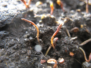 Small green sprout out of the ground in early spring.