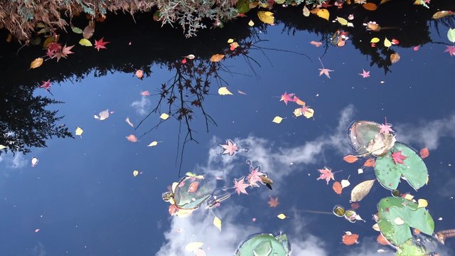 У осеннего пруда в предгорьях Кавказа.