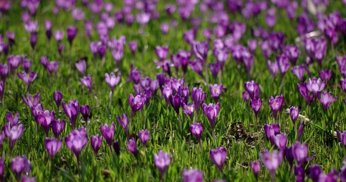 Field Blooming With Violet Crocuses, Spring Flower