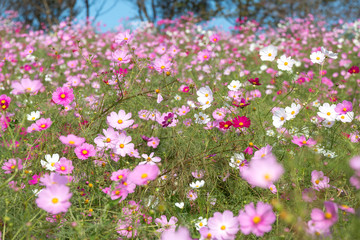 Fototapeta premium コスモスの花