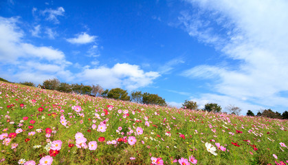 コスモス畑＠長崎県諫早市白木峰