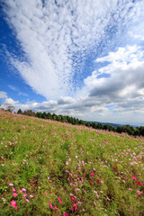 コスモス畑＠長崎県諫早市白木峰