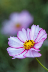 Obraz premium コスモスの花