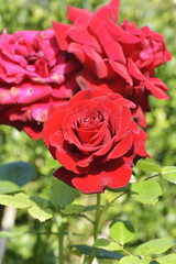 Bunch of beautiful red roses in garden.