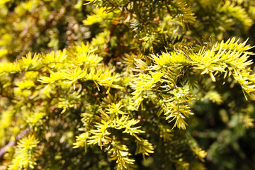 coniferous garden park plant yew berry