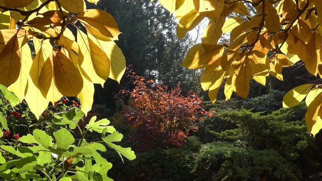 Яркие краски осени в предгорьях Кавказа.