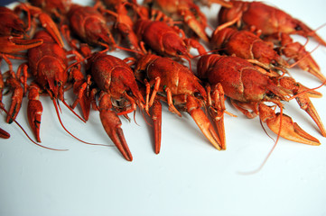 cooked Crayfish isolated on a white background.
