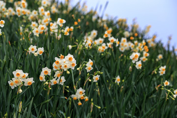 水仙の花