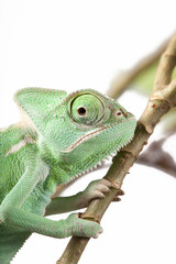 Green Juvenile Veil Chameleon lizard isolated on white back ground - Closeup © Jenov Jenovallen