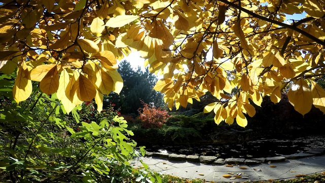 Яркие краски осени в предгорьях Кавказа.