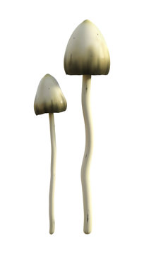 3D Illustration Magic Mushrooms on White