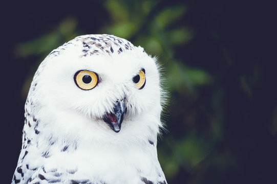 Harfang des neiges