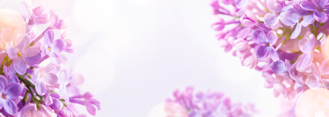 Obraz premium art Spring background with fresh spring flowers