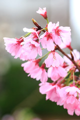 桜の花