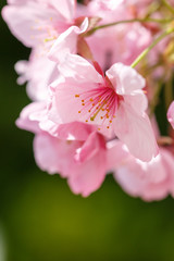 桜の花