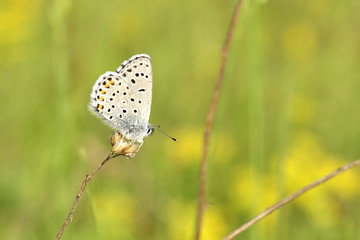 Common Blue (Polyommatus icarus) butterfly on a wild flower