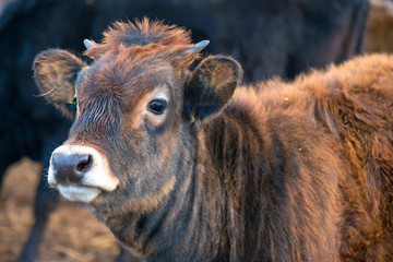 Fototapeta premium Curious brown calf