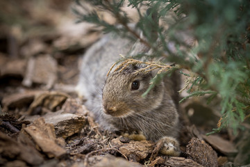 Rabbit is Beautiful Animal of Nature