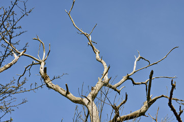 Detail of a dry tree