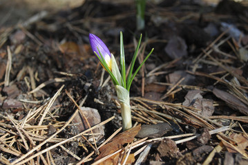 Blue crocus in the forest. Springtime.