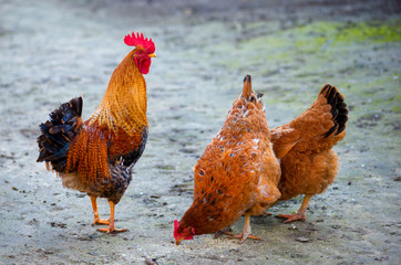 Flock of chickens and cock grazing
