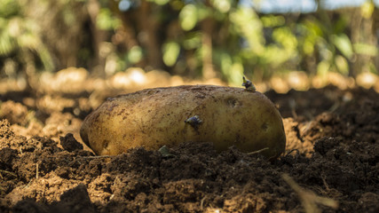 A landscape phot of a potato in the field