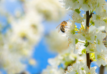 Bumblebee while collecting pollen from mirabelle plum blossoms