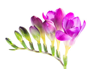 The branch of purple freesia with flowers and buds, isolated on - obrazy, fototapety, plakaty