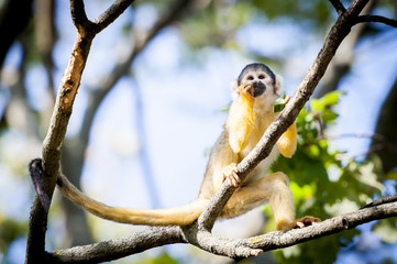 Petit singe jaune et noir