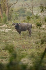 Naklejka na ściany i meble Big wild water buffalo in Kaziranga/Big wild water buffalo in Kaziranga