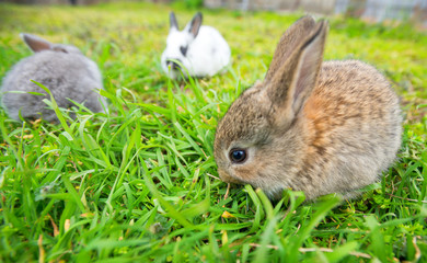 Lots of Rabbit in a green grass