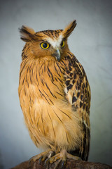 Burung Hantu Celepuk, malay owl in Kuala Lumpur, KL Bird Park, Malaysia