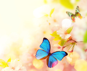 Spring blossoms with butterfly.