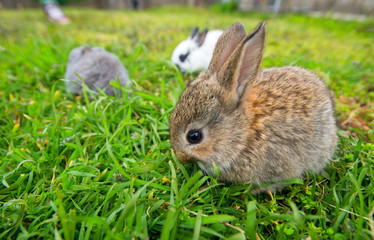 Lots of Rabbit in a green grass