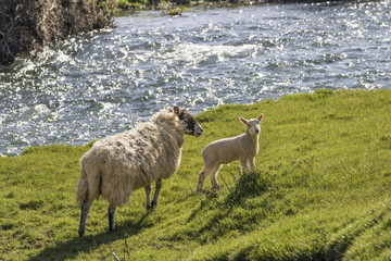 Ewe and lamb on a river bank