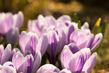 group of blooming purple crocuses flowers in the sunlit spring garden