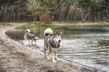 alaskan Malamutes