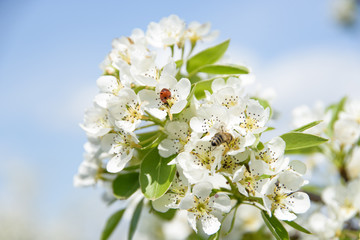 Ladybird and honey bee sharing pear flower and collecting nectar.