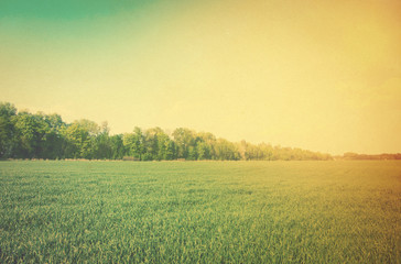 Obraz premium field of grass and blue sky